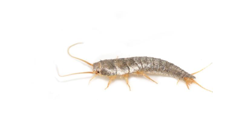 6 Different Types Of Silverfish Home Stratosphere