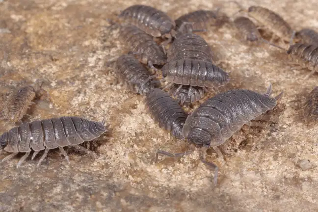 group of slaters