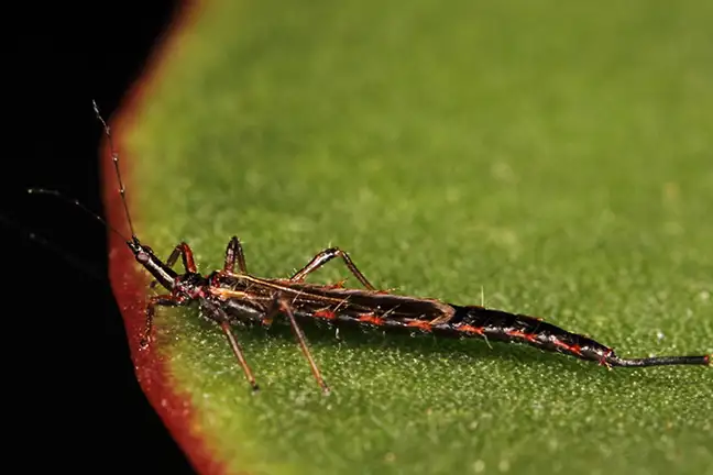 Close up of a Thrip on a leaf