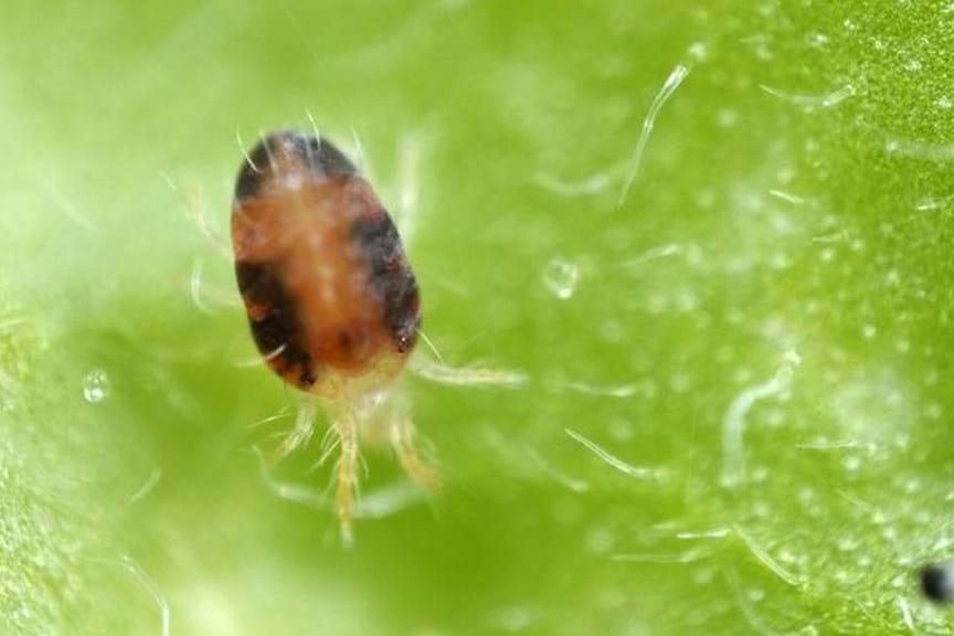 How to Get Rid of Mites & Spider Mites in Your Garden | Yates AU