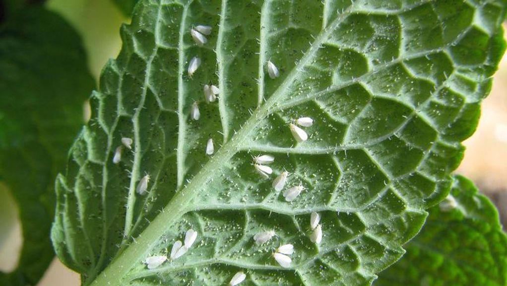 How To Get Rid Of Whiteflies In Your Garden Yates Australia how-to-get-rid-of-whiteflies-in-your-garden-yates-australia