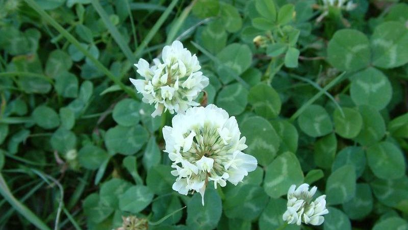 Is Clover A Broadleaf Weed | Is Clover a Weed? Benefits of Clover and ...
