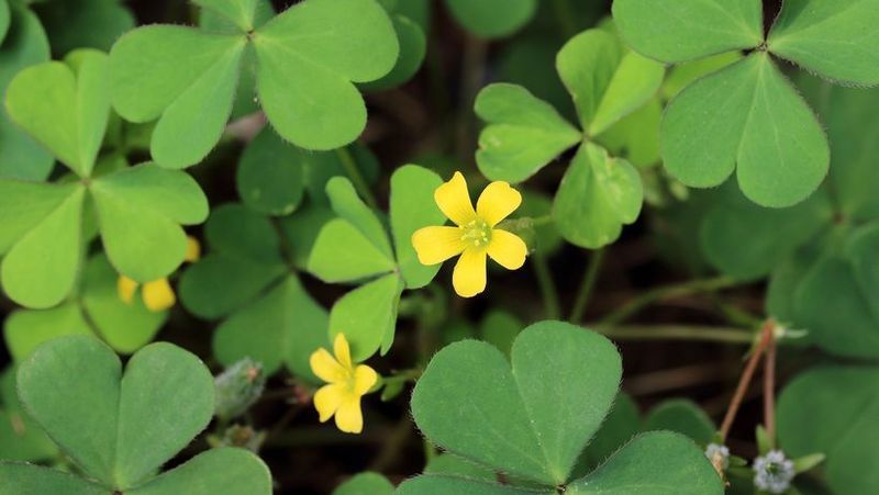 Oxalis