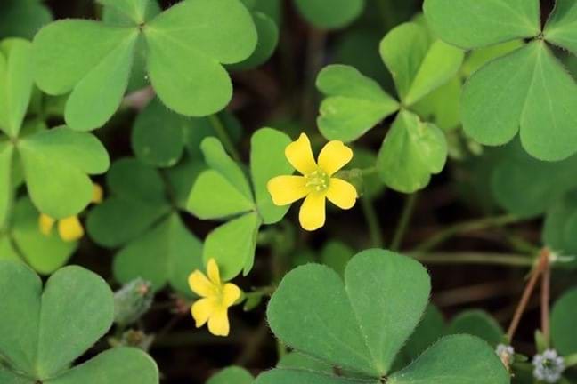 Closeup of yellow oxalis flowers and leaves