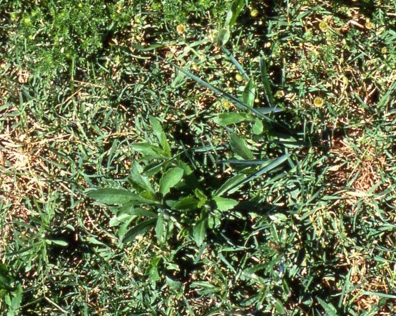 Broadleaf Weeds In Lawn