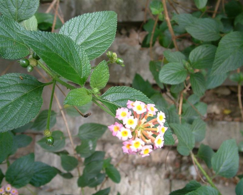 Lantana