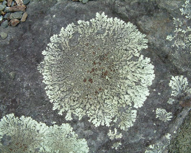 Moss Algae Lichen