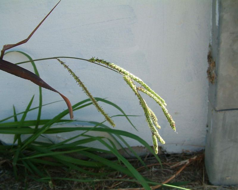 How to Get Rid of Paspalum in Lawns Weed Control Yates Australia