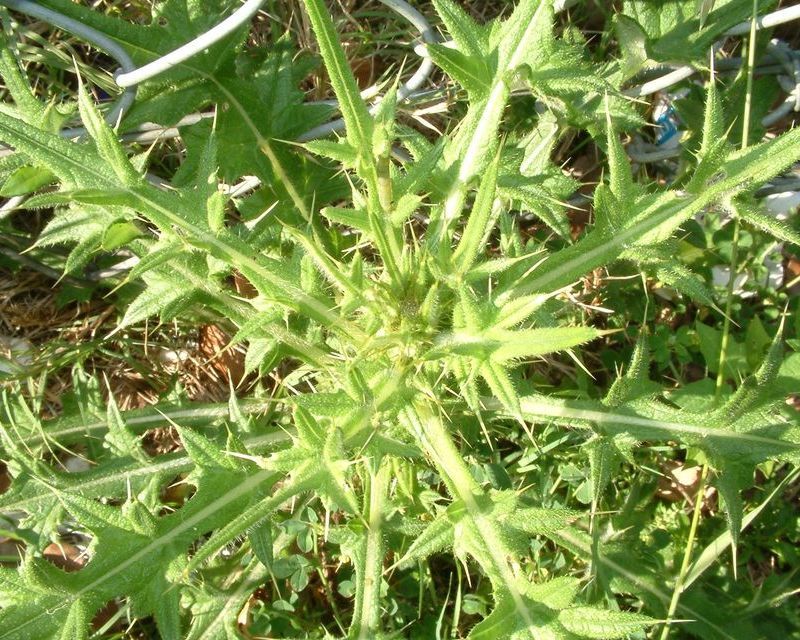 How To Get Rid Of Thistles In The Yard