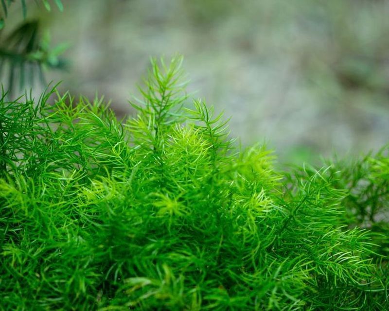 Asparagus Fern