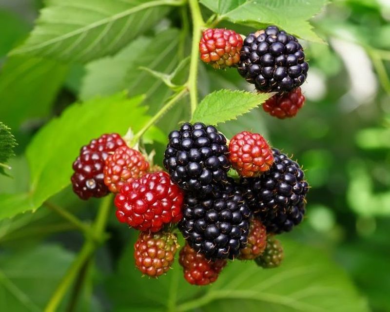 Blackberry