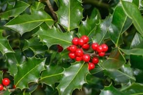 Holly Control in Your Garden