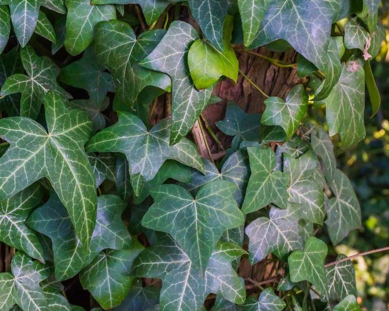 How to Get Rid of Ivy in Your Garden | Yates Australia