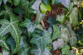 Ivy Control in Your Garden