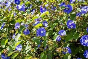Morning Glory Control in Your Garden