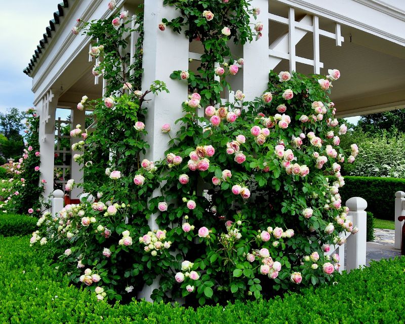 Climbing Roses Yates Gardening