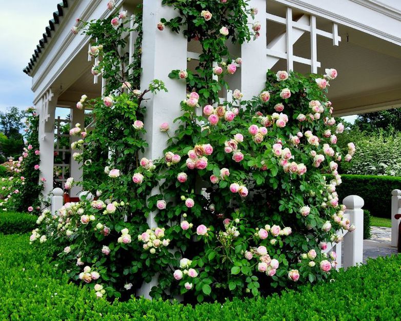 Climbing roses Yates Gardening
