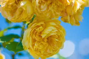 how to grow roses 3
