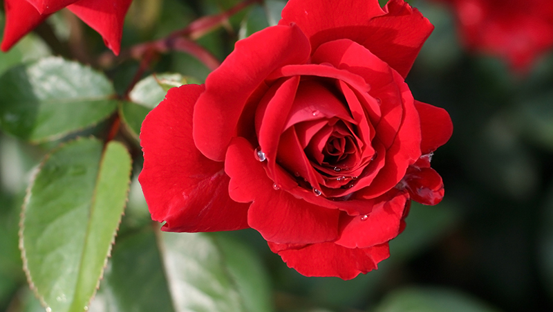 how to grow roses 4
