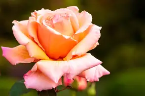 how to grow roses 2