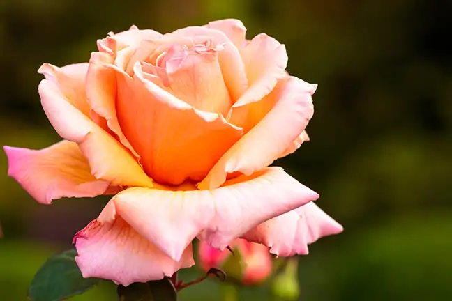 close up of a hybrid tea rose in shade of apricot and tinged with pink