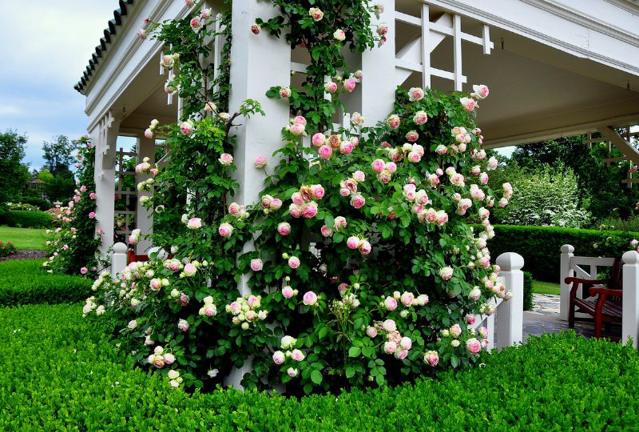 How to Grow Roses | Yates Australia