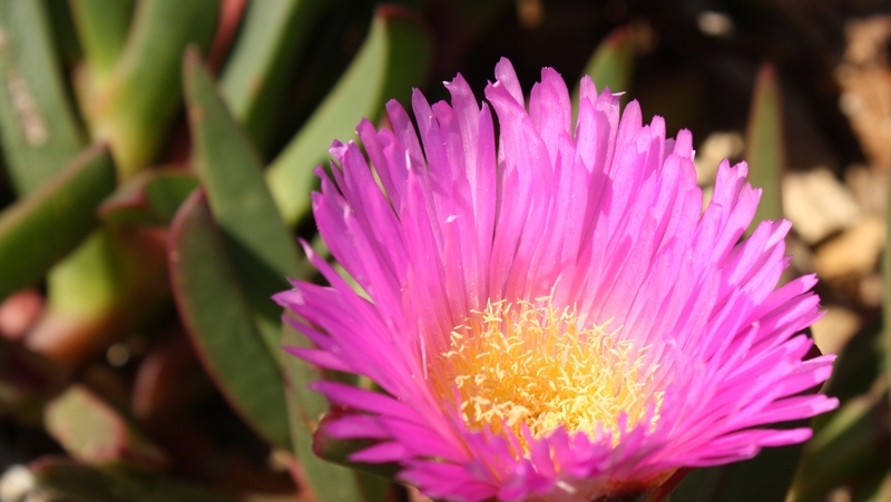 how to grow pig face 3