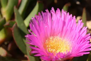 how to grow pig face 3