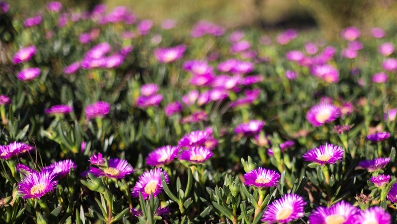 how to grow pig face 2