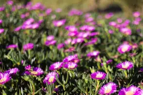 how to grow pig face 2