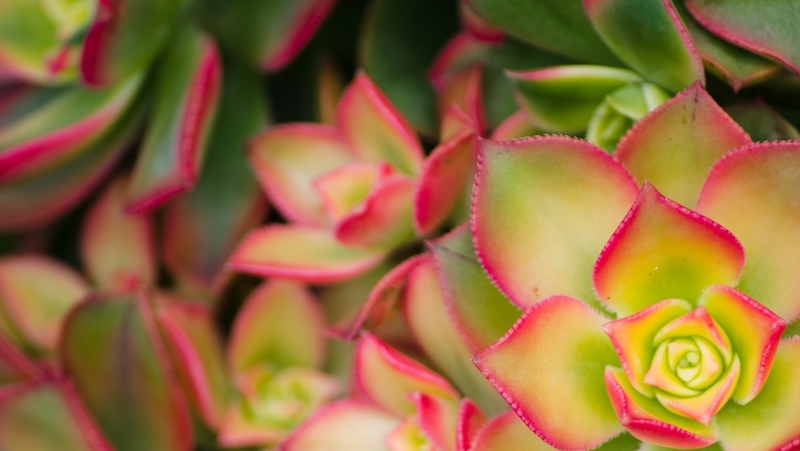 how to grow aeonium 2