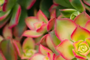 how to grow aeonium 2