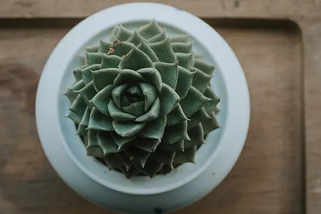 how to grow aeonium 4