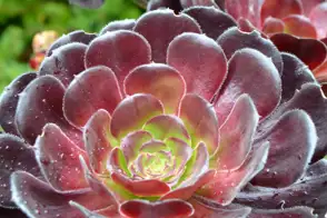 how to grow aeonium 3