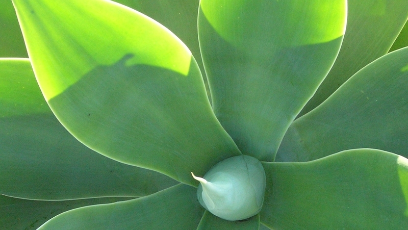 how to grow agave 3