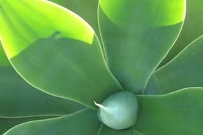 how to grow agave 3