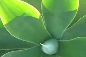 how to grow agave 3