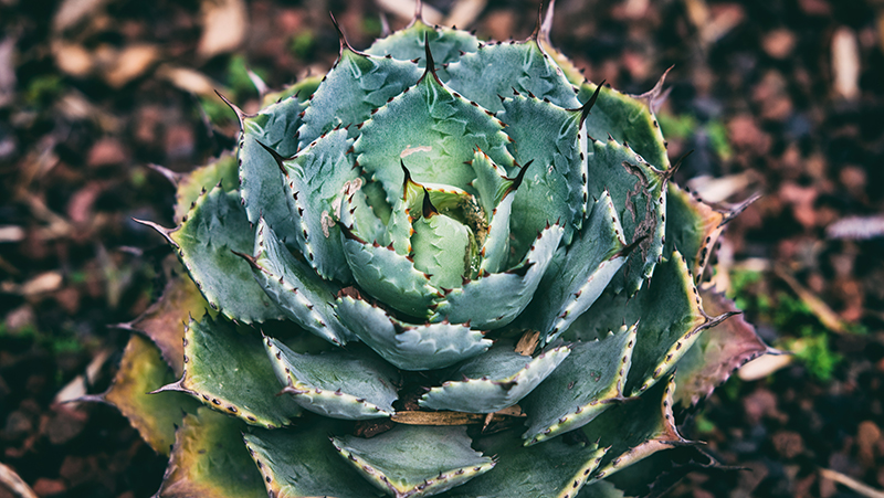 how to grow agave 4