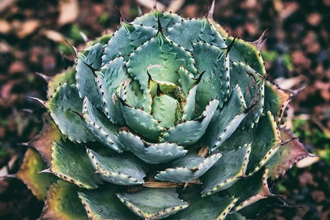 how to grow agave 4