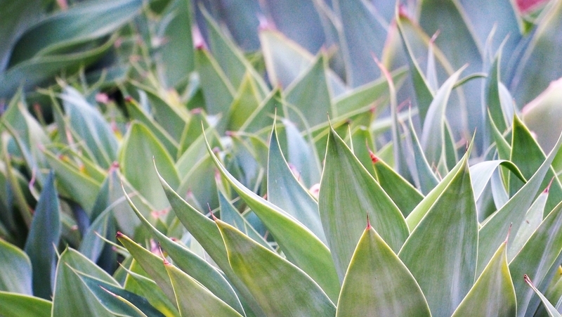Agave Plant Care Instructions Rhs Advice Tips On Garden