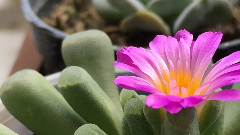 how to grow babies toes 2