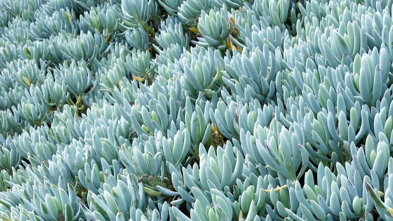 how to grow blue chalk sticks 3