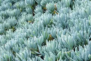 how to grow blue chalk sticks 3