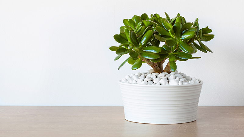 how to grow crassula 4