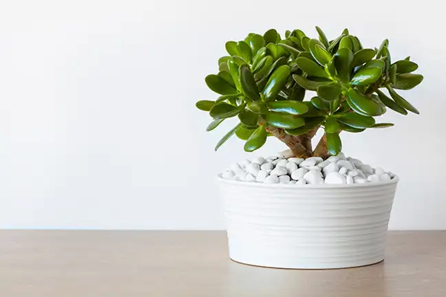how to grow crassula 4