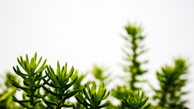 how to grow crassula 3