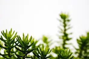 how to grow crassula 3