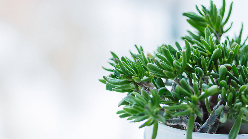 how to grow crassula 2