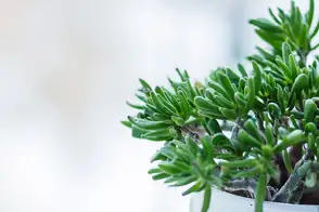 how to grow crassula 2