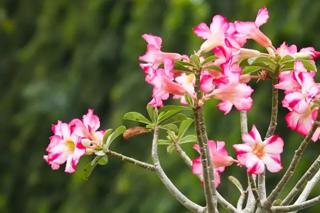how to grow desert rose 2